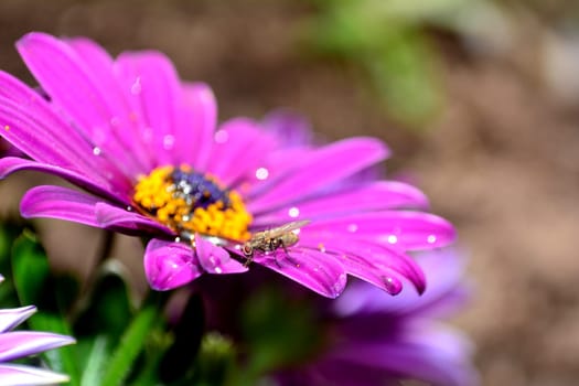 A fly sits on pink flower in the nature with copy space