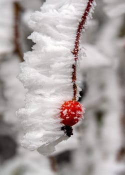 Rose hip on the bush in winter