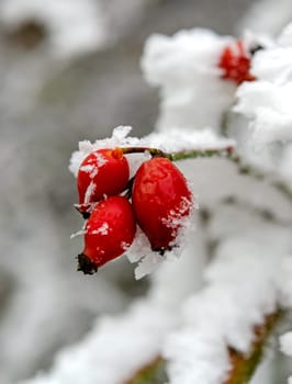 Rose hip on the bush in winter