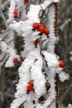 Rose hip on the bush in winter