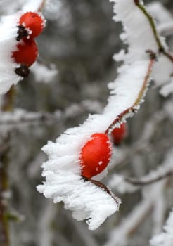 Rose hip on the bush in winter