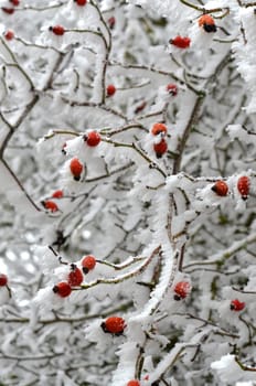 Rose hip on the bush in winter