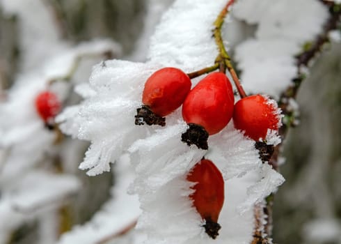 Rose hip on the bush in winter