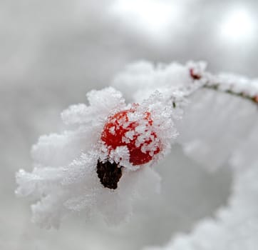 Rose hip on the bush in winter