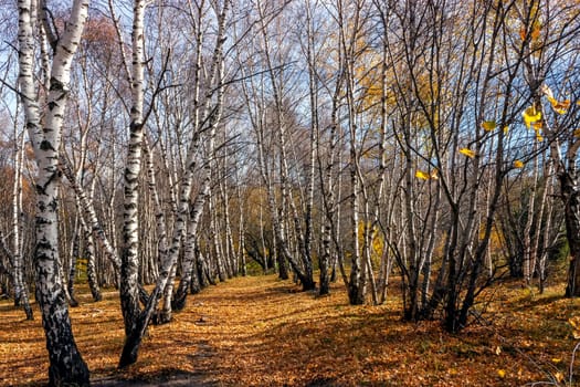 .The Caucasian birch forest is bright and beautiful in golden autumn.