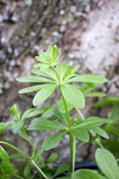 wild woodruff in a forest