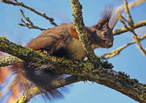 Brush ear squirrel Sciurus vulgaris in January