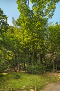 Bamboo forest under the blue sky letting the rays of the sun pass through its foliage in the garden of Rikugien in Tokyo in Japan.