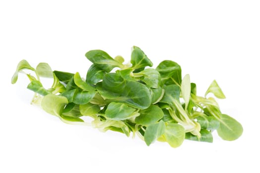 fresh green lambs lettuce isolated on a white background