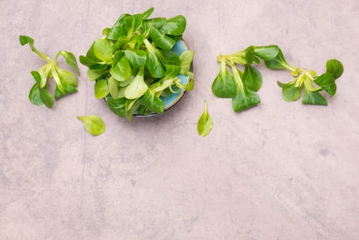Lambs lettuce on a brown textured stone background, empty copy space for text