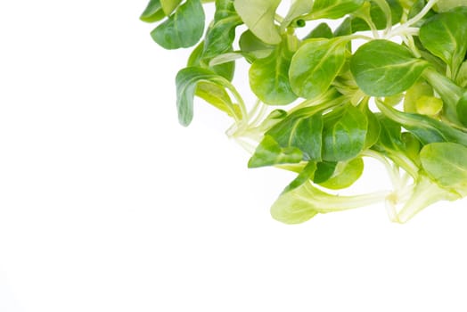 fresh green lambs lettuce isolated on a white background