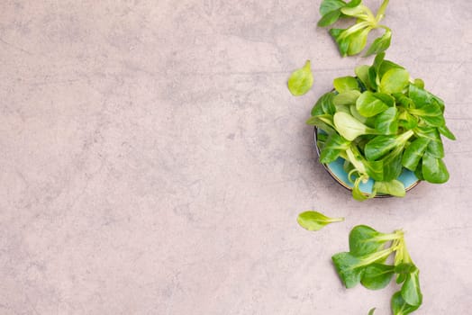 Lambs lettuce on a brown textured stone background, empty copy space for text
