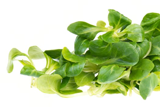fresh green lambs lettuce isolated on a white background