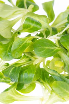 fresh green lambs lettuce isolated on a white background