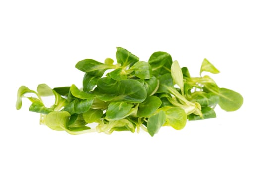 fresh green lambs lettuce isolated on a white background