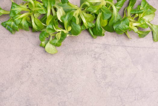 Lambs lettuce on a brown textured stone background, empty copy space for text