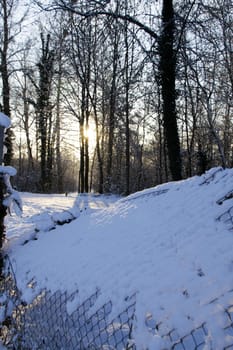 The forest is one of the most precious shaves we have in the world