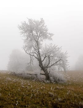 snowy and foggy winter landscape