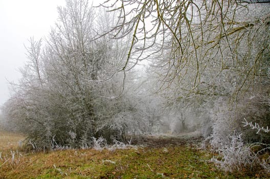snowy and foggy winter landscape