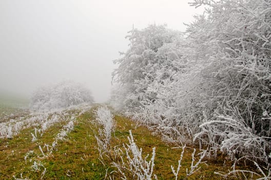 snowy and foggy winter landscape