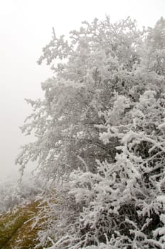snowy and foggy winter landscape