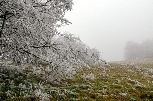 snowy and foggy winter landscape