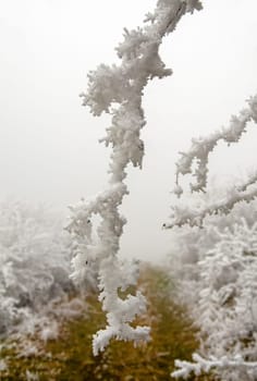 snowy and foggy winter landscape