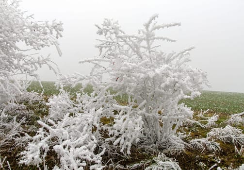 snowy and foggy winter landscape