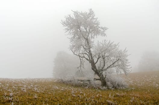 snowy and foggy winter landscape
