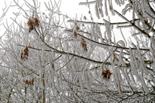 bare maple tree in winter