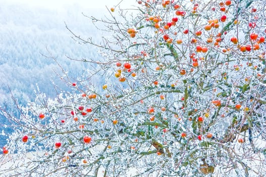 Onset of winter with a rimy apple tree with shining red apples in a hoarfrosted scenery.