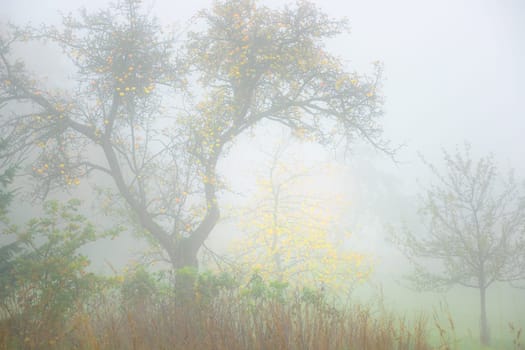 Golden yellow apples on a tree in a misty autumnal garden with an other tree with shining yellow leaves in the background