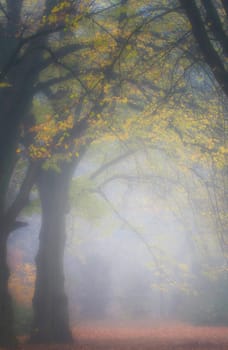 Beeches in an misty autumnal park with autumnalleaves