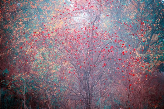 Rosehips on a bold rosebush in an autumnal scenery on a forest edge