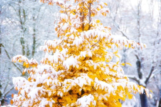 Small beech with shining yellow autumnal leaves covered with snow during an onset of winter