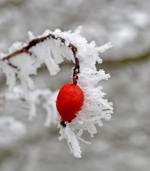snowy rosehip shrup in winter