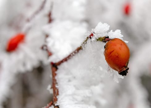 snowy rosehip shrup in winter