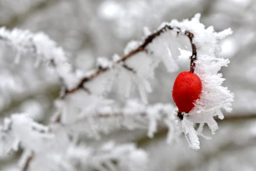 snowy rosehip shrup in winter
