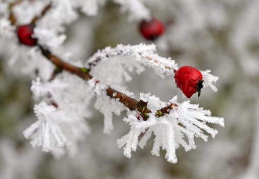 hawthorn in winter