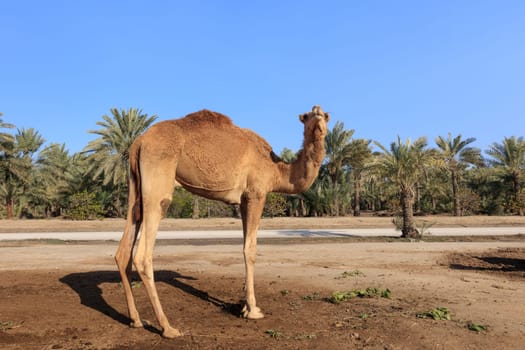 Camel on the royal camel farm in the Bahrain capital Manama