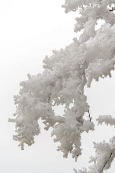 snow-covered bare tree in winter