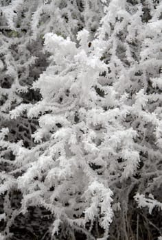 snow-covered bare tree in winter