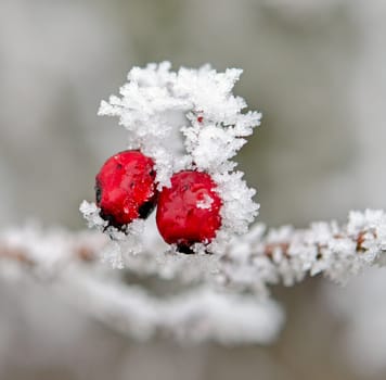 hawthorn in winter