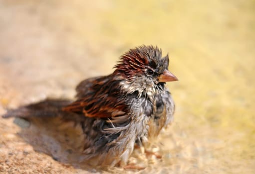 Wet house sparrow Passer domesticus in puddle