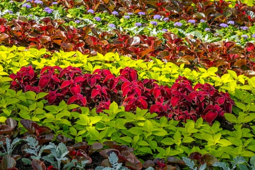 Multi-colored colorful flowers  in garden spring on Northern Caucasus.