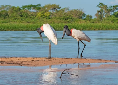 A Pair of Jabiru Wandering on a River Sandbar in Pantnal National Park in Brazil
