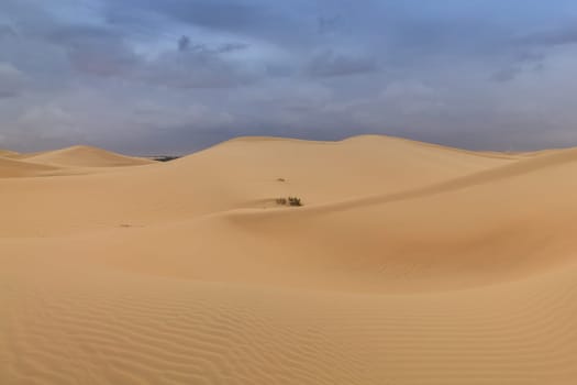 sand dunes in Abu Dhabi desert. United Arab Emirates