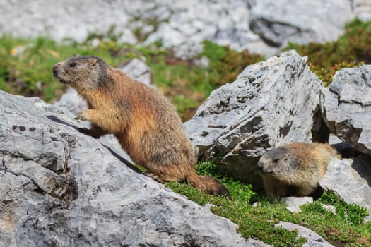 Alpine marmot (Marmota marmota) on rock. Dolomite Alps, Italy
