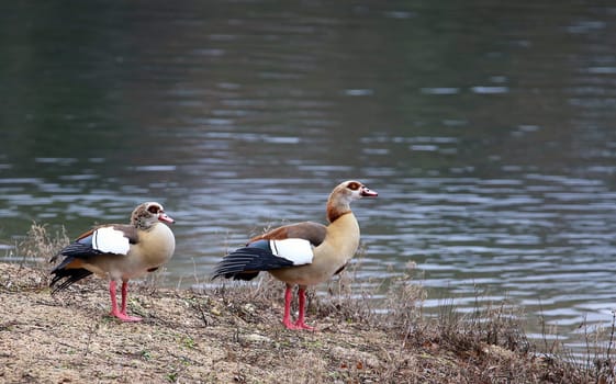 Nile geese Alopochen aegyptiacus in the nature reserve Kohlplattenschlag