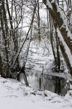 The forest is one of the most precious treasures we have in the world